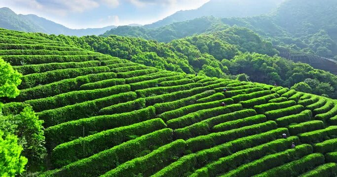 Aerial view of green tea plantation and forest nature landscape in Hangzhou, China. Beautiful mountain tea garden landscape in spring.