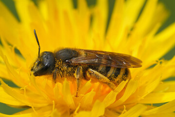 Close up on a female of the European Great banded furrow bee, Halictus scabiosae in a yellow flower