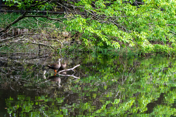 水面に映る新緑の木々とカルガモ