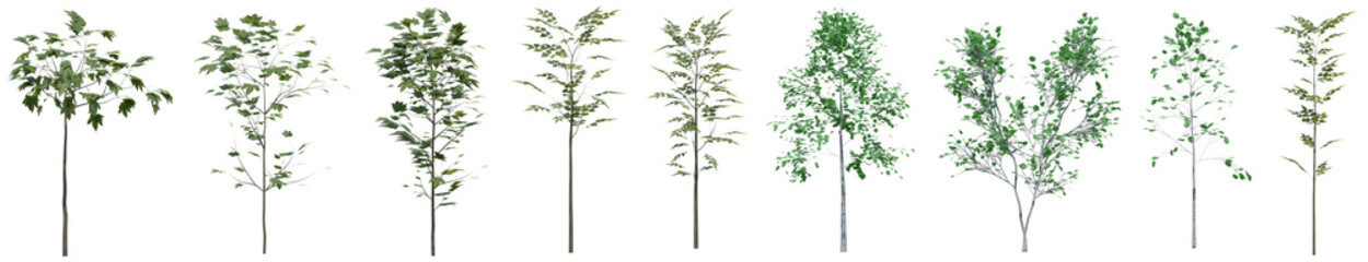Collection of realistic small woods trees with isolated on transparent background. PNG file, 3D rendering illustration, Clip art and cut out