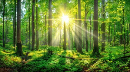 Obraz premium A forest with a sun shining through the trees