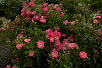 bush of small pink roses  flowers green background