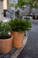 coniferous plants in ceramic pots  outdoor veranda