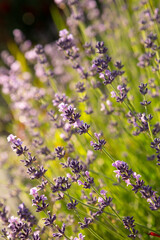 fragrant lavender flowers summer plant blooming background