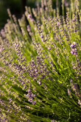 Obraz premium bush fragrant lavender summer concept