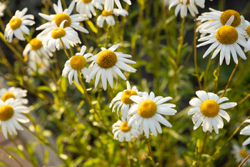 Fototapeta premium chamomile flowers in the sun light nature background