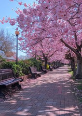 Naklejka premium Cherry blossom trees in full bloom, capturing the essence of spring. 