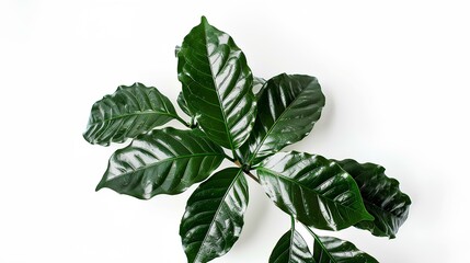 HD photograph of a cluster of coffee leaves, sharply focused and isolated on a white background