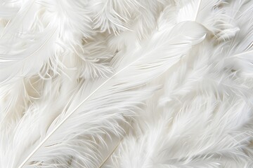 Fototapeta premium White Feather Texture Background, Soft & Delicate