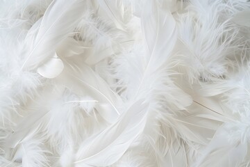 Fototapeta premium White Feather Texture Background - Soft, Fluffy, & Elegant