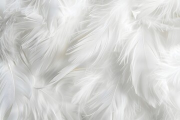 White Feather Texture Background Closeup
