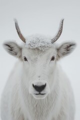 Fototapeta premium beautiful minimalistic fine art simple light animal portrait 