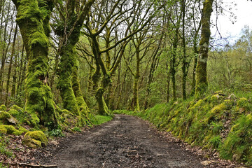 Fototapeta premium Paesaggi di Galizia, il sentiero nella campagna e boschi del cammino Primitivo di Santiago di Compostela - Galizia, Spagna