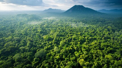 Fototapeta premium Densely Forested Mountains