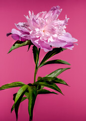 Blooming pink peony on a pink background
