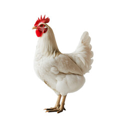 [Transparent Background PNG]White Hen on White Background