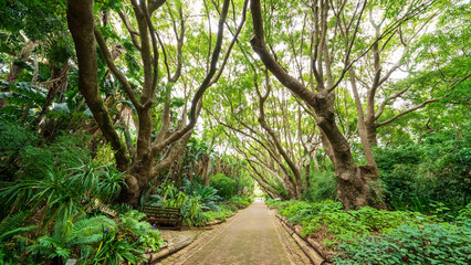 Naklejka premium Camphor Avenue at Kirstenbosch National Botanical Garden, Cape Town, South Africa