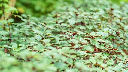 Random plant photographed while visiting Kirstenbosch National Botanical Gradens, Cape Town, South Africa