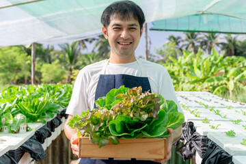 Organic farming, salad farm. Farmers harvest salad vegetables into wooden boxes in rainy. Hydroponics vegetable grow naturally. greenhouse garden, Ecological Biological, Healthy, Vegetarian, ecology