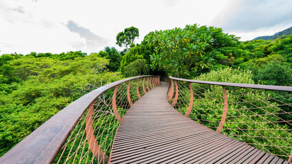Boomslang Canopy at Kirstenbosch National Botanical Garden, Cape Town, South Africa