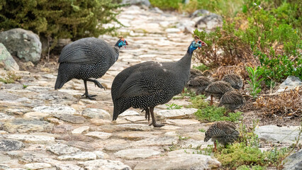 Helmeted guineafowls protecting the chicks, Kirstenbosch National Botanical Garden, Cape Town