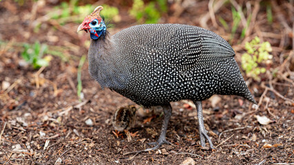 Helmeted guineafowl at Kirstenbosch National Botanical Garden, Cape Town, South Africa