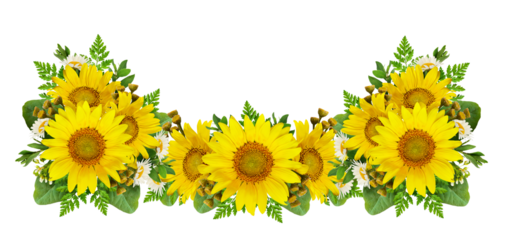 Sunflowers and wild flowers in a summer floral border isolated on white or transparent background