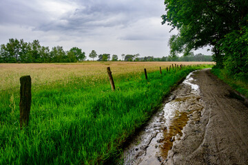 Fototapeta premium photo of a hiking landscape on a rainy day with a footpath full of mud (Grenspark de zoom - Kalmthoutse heide) Grass and forests in the background.