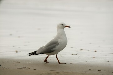 Seagull stand on the beach.
