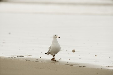 Seagull stand on the beach.