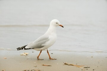 Seagull stand on the beach.