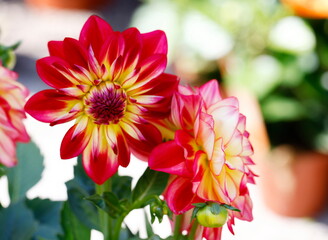 dahlia in the garden