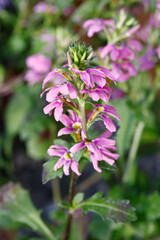 flower in bloom in the garden