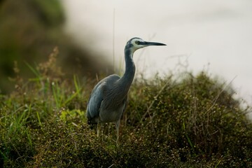 White-faced Heron Photography: Elegant Bird Portrait in Natural Habitat