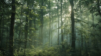 Misty forest with sun rays piercing through tall trees and lush green foliage, creating a serene and tranquil atmosphere.