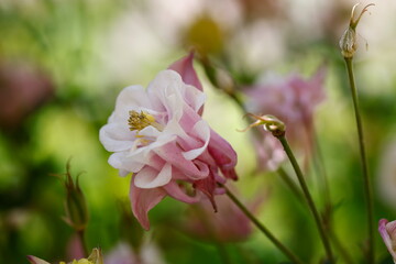 aquilegia flower in bloom in the garden