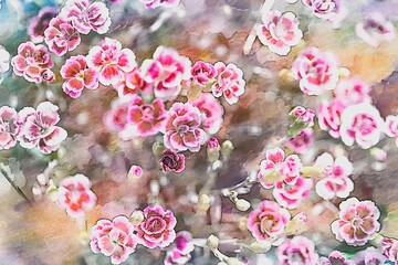 carnation in bloom in spring