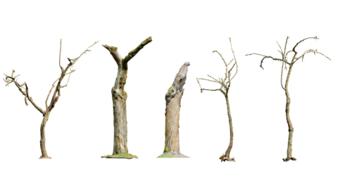 dead trees or dry tree collection isolated on white background.