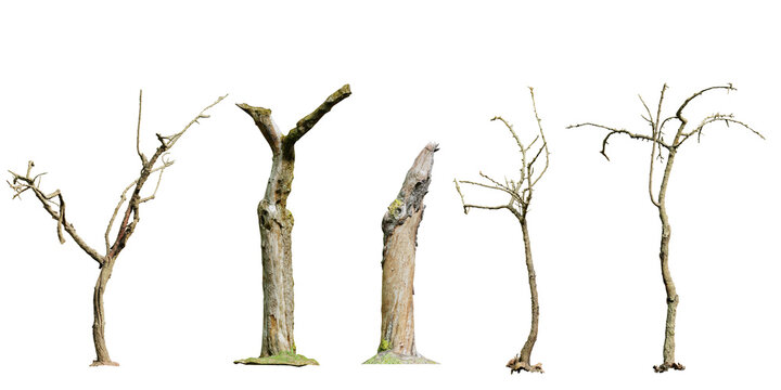 dead trees or dry tree collection isolated on white background.
