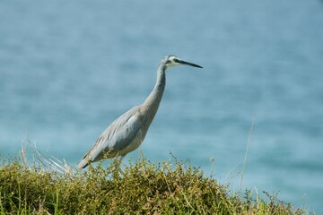 White-faced Heron Photography: Elegant Bird Portrait in Natural Habitat
