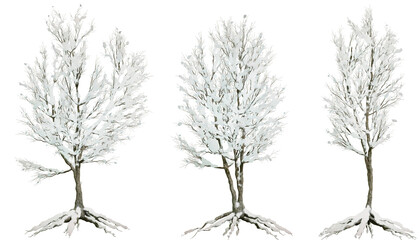 A tree covered in snow. Isolated background