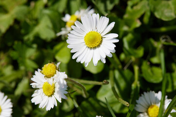 daisy in bloom in spring