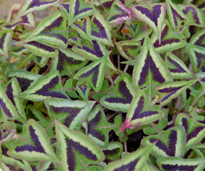 green leaf in summer