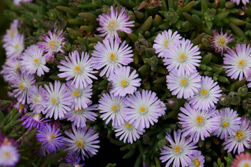 colorful daisy in bloom in spring