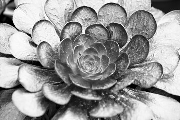 succulent plant in bloom in the vase