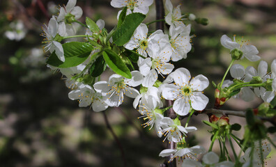 Flowering Branch Of Fruit Tree At Sunny Day Macro Shot Stock Photo 