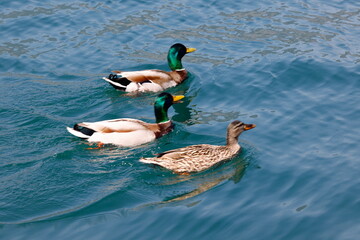 duck swimming on lake