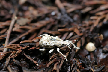 湿った森の枯葉の上をすすむヒメシロコブゾウムシ（自然光＆ストロボ・マクロレンズ接写）
