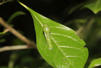 ナガサキアゲハ蝶の終齢幼虫（自然光＆ストロボ・マクロレンズ接写）