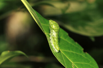 森の中でナガサキアゲハの終齢脱皮する4齢幼虫（自然光＆ストロボ・マクロレンズ接写）